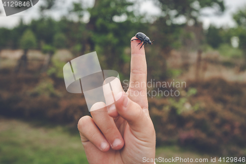 Image of Finger pointing at a black beetle