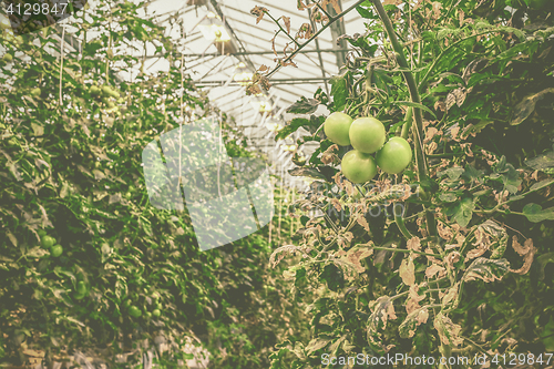 Image of Green tomatoes in a greenhouse