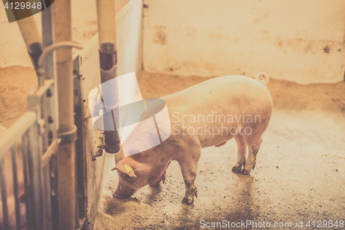 Image of Pig eating food in a bright stable