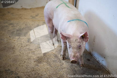 Image of Pig standing in a stable