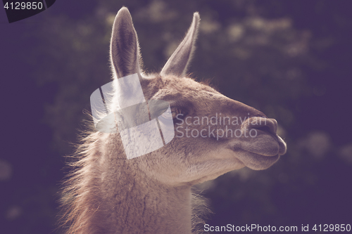 Image of Guanako lama headshot in the sun