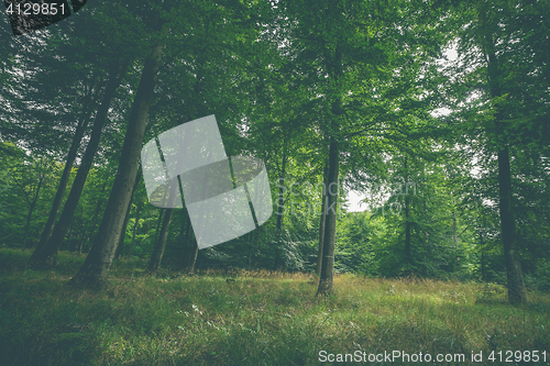 Image of Clearing in a green forest