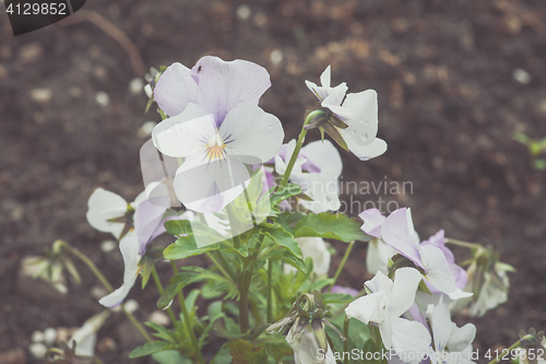 Image of White pansy flower in a garden