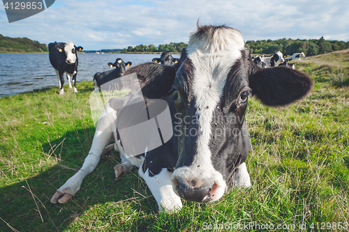 Image of Cow resting in the grass near a river
