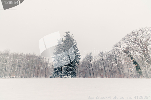 Image of Big pine tree covered with snow in the park