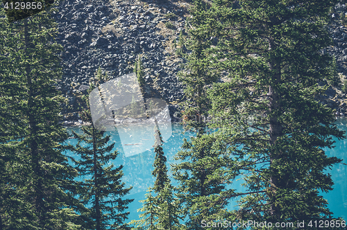 Image of Pine trees by a mountain lake