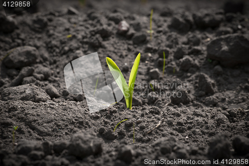 Image of Single corn sprout on a field