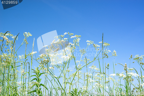 Image of Cow parsley wildflowers in blue sky