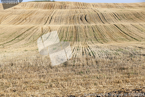 Image of agricultural field, cereals