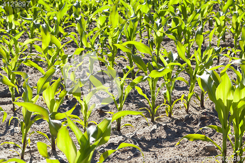 Image of Field of green corn