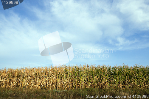 Image of Green immature corn