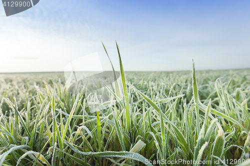 Image of young grass plants, close-up