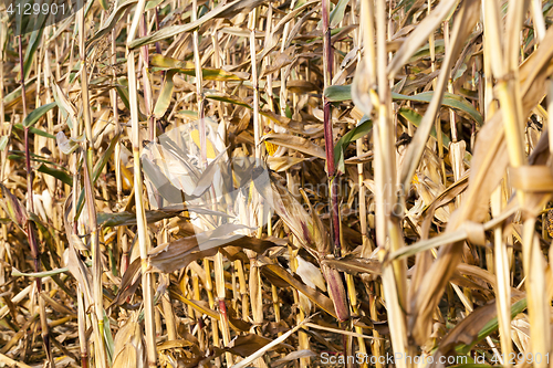 Image of yellowed ripe corn