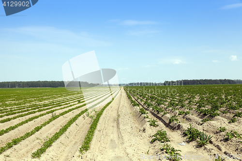 Image of Field with carrot