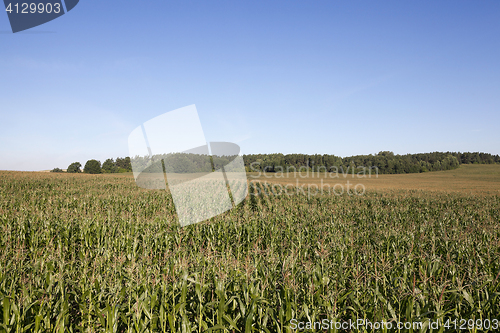 Image of Field with corn