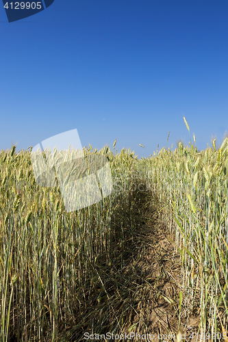 Image of Field with cereal