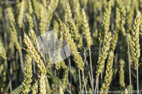 Image of Field with cereal