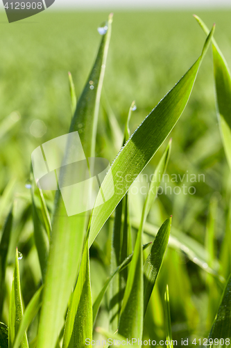 Image of Field with cereal