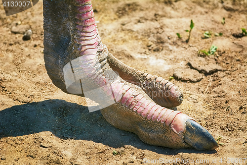 Image of Ostrich Foot