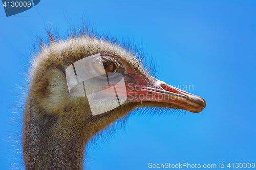 Image of Portrait of Ostrich