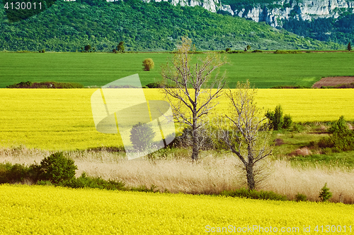 Image of Bare Trees in the Field