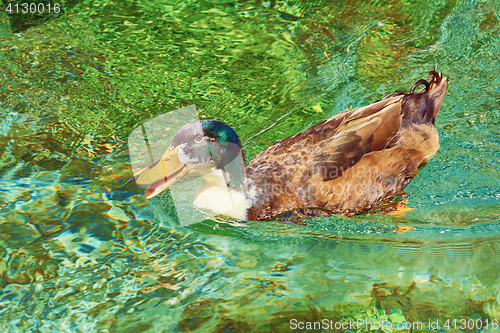 Image of Duck at the Lake