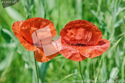 Image of Poppy Flowers