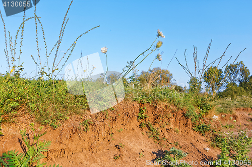 Image of Clay soil covered with herbs