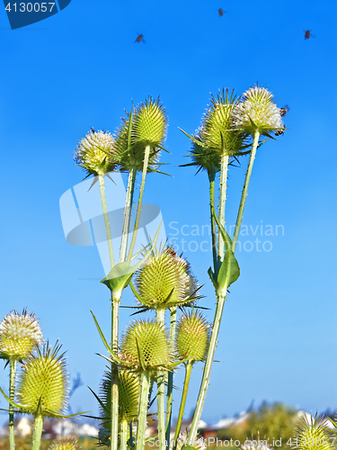 Image of Bees flying above the thistle flowers