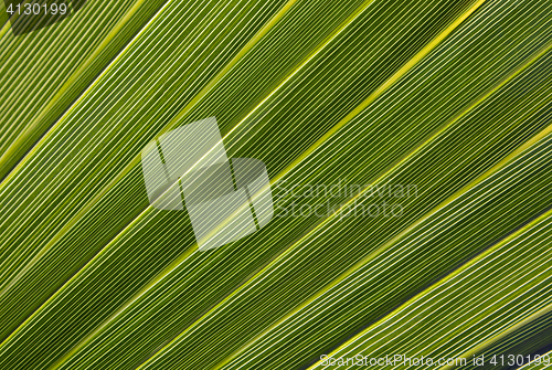 Image of Palm leaf in back light