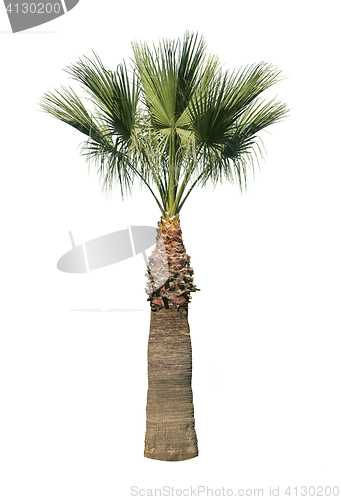 Image of Isolated palm tree