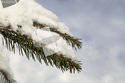 Image of Fir tree branch with fresh snow 