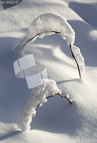 Image of Branch in the snow