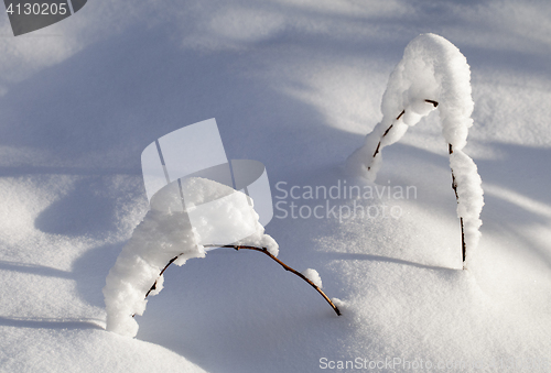 Image of Branch in the snow