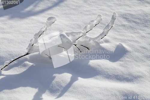 Image of Branch in the snow