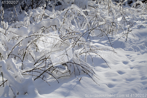 Image of Branch in the snow