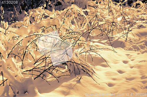 Image of Branches in the snow