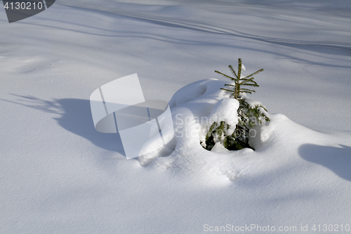 Image of Branch in the snow