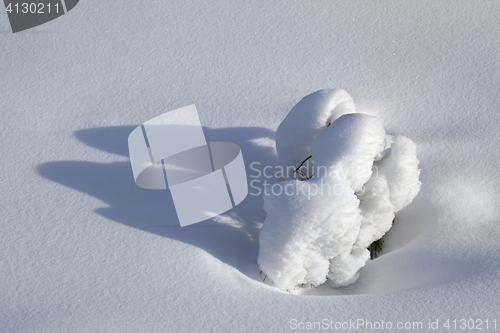 Image of Branch in the snow