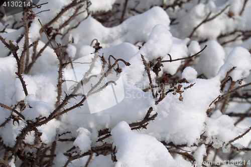 Image of Bush covered with snow