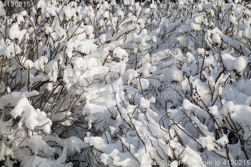 Image of Bush covered with snow