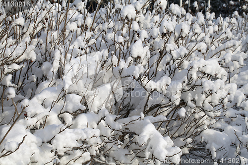 Image of Bush covered with snow