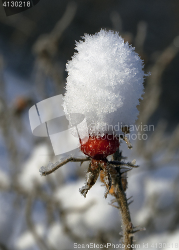 Image of Rosehip covered with snow