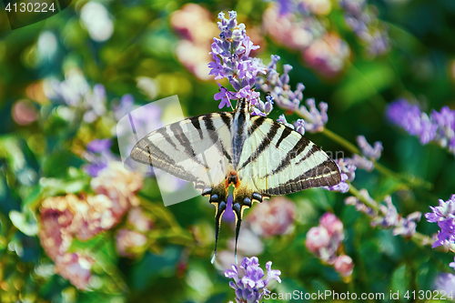 Image of Swallowtail Butterfly (Papilio Machaon)