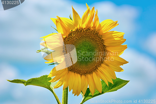 Image of Sunflower against the Sky