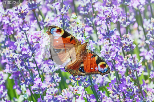 Image of European Peacock Butterfly