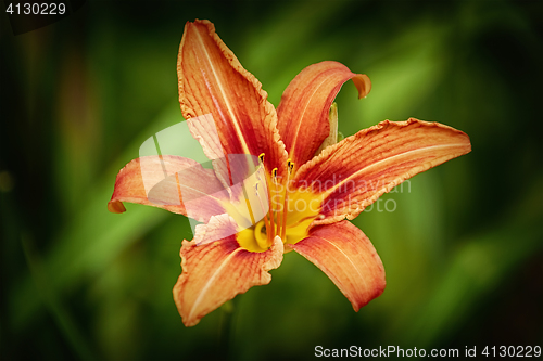 Image of Lily Flower over Green