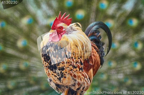 Image of Rooster with Peacock Tail