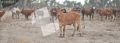 Image of cows in Africa
