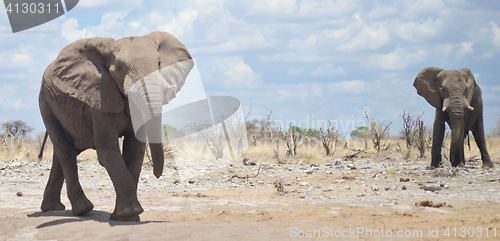 Image of elephants in Africa